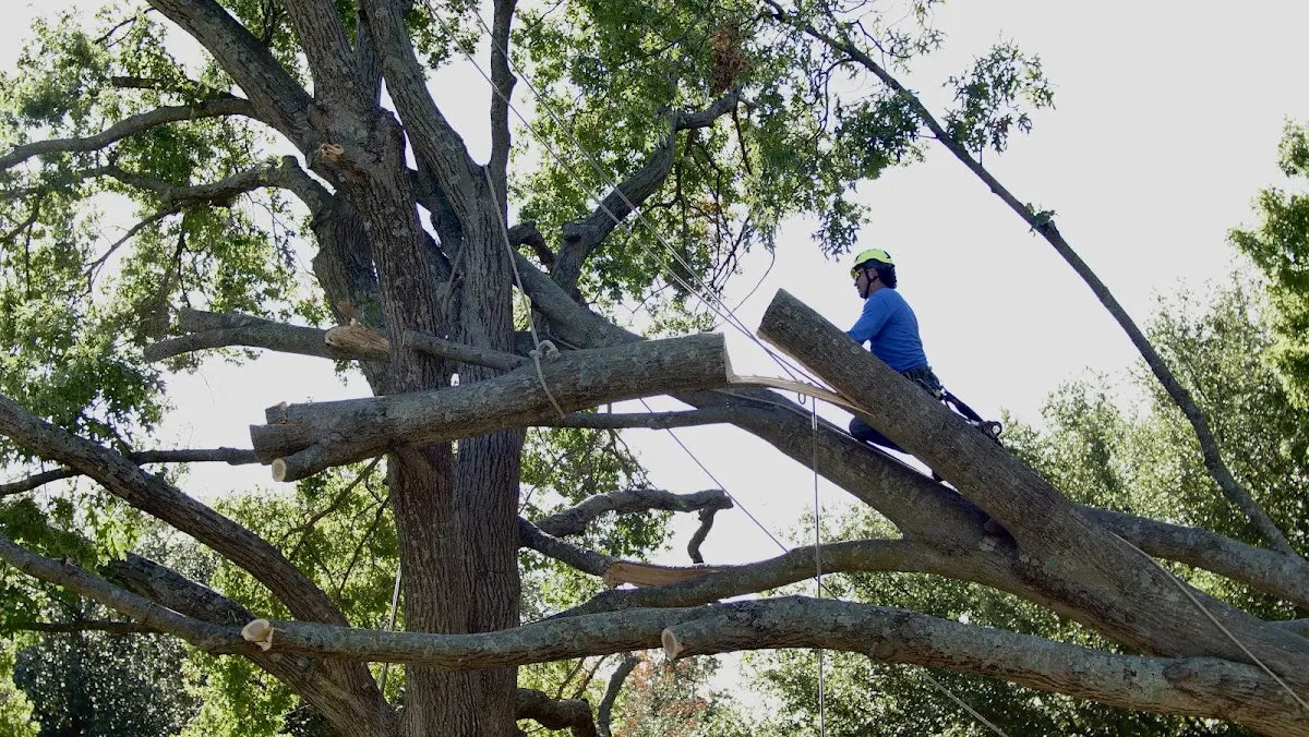 Professional Crown Thinning performed by certified arborists in Winnett