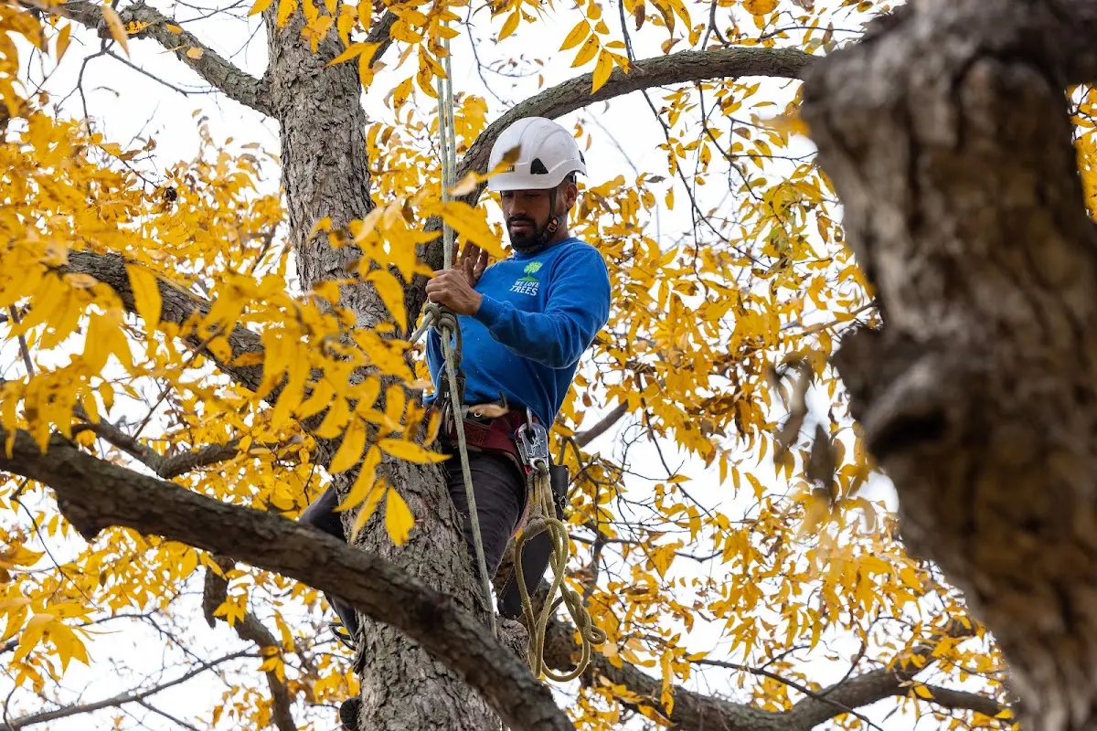 Skilled Tree Transplanting crew working in Winnett